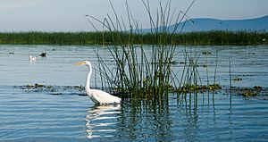 Chapala Lake