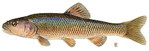 Creek chub (Semotilus atromaculatus)