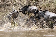 Crocodile attack during Mara River crossing - frame 1 - Flickr - Lip Kee