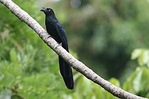 Crotophaga major (Greater Ani).jpg