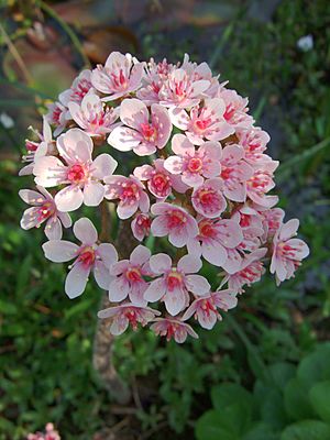 Darmera peltata.JPG