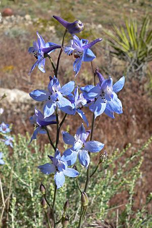 Delphinium parishii 3.jpg