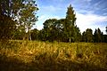 Dernford Fen 4