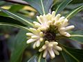 Eidothea hardeniana flower buds1