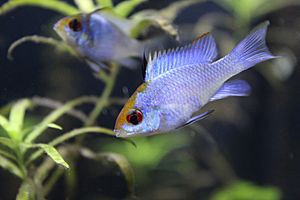 Electric blue ram cichlids