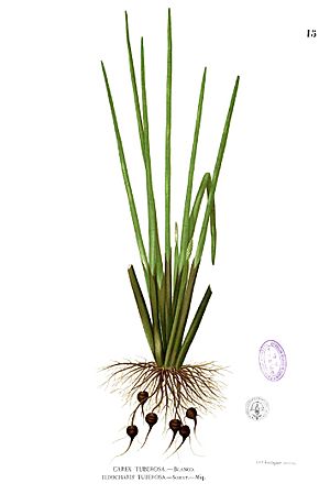 Eleocharis dulcis Blanco1.15.jpg