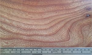 Elm wood grain