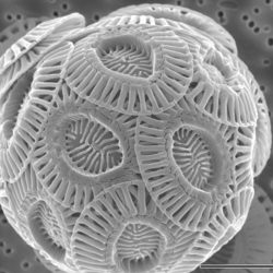 Emiliania huxleyi coccolithophore (PLoS)