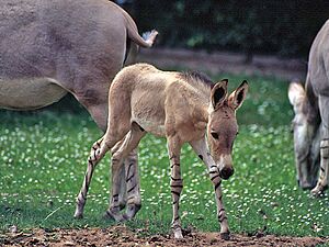 Equus asinus somalicus