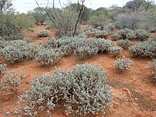 Eremophila hygrophana (habit)