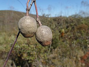 Eucalyptus sepulcralis fruit