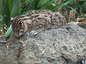 Fishing-Cat