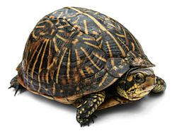 Florida Box Turtle Digon3a.jpg