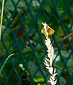 GT Large Skipper in Ramp Meadow