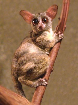 Galago senegalensis.jpg