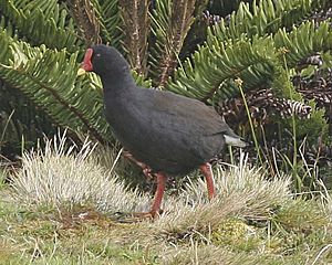 Gallinula nesiotis Beintema.jpg