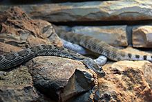 Gfp-santa-cataline-island-rattlesnake