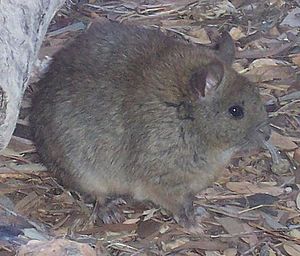 Greater Sticknest Rat.JPG