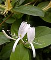 Honeysuckle-1