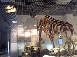 Indricotherium skelton.jpg