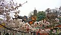 Jiming Temple Cherry Blossoms