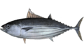 Katsuwonus pelamis.png