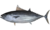 Katsuwonus pelamis.png