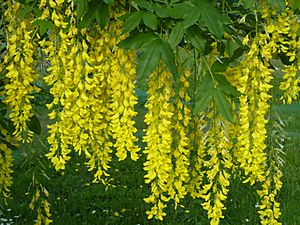 Laburnum x watereri in Jardin des Plantes de Paris 02