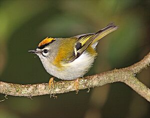 Mad-Firecrest-B