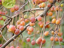 Malus sikkimensis0.jpg