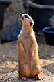 Meerkat at the Brevard Zoo