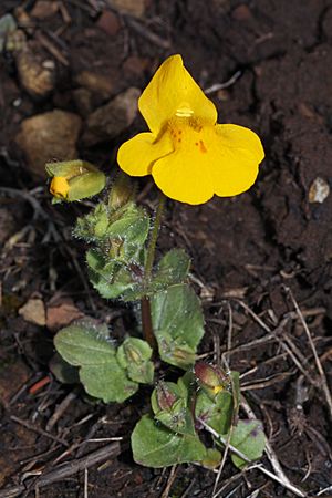 Mimulus guttatus 5639.JPG