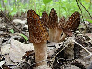 Morchella elata group 38336