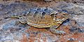 Mountain short-horned lizard (Phrynosoma hernandesi), Culberson County, Texas, USA (19 May 2018)