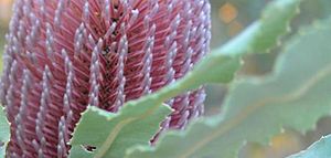 Mt henry peninsula banksia