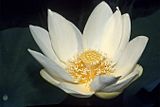 Nelumbo lutea blossom