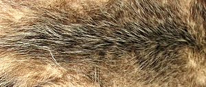 Opossum fur