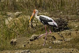 Painted Stork. AMSM5018 PSTO