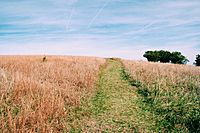 Pasture in Doughton Park