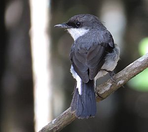 Peneoenanthe pulverulenta dorsal view