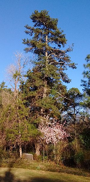 Pinus glabra (Feb 13, 2019).jpg