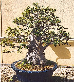 Pjfigbonsai