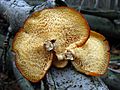 Polyporus alveolaris pores2