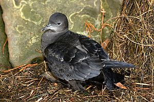 Puffinus tenuirostris 3