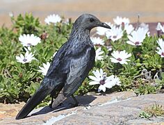 Red-winged Starling female RWD