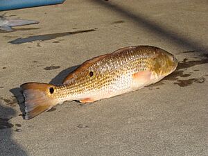 Red Drum (Sciaenops ocellatus)