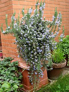 Rosmarinus officinalis prostratus