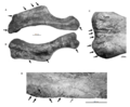 Saurolophus MPC-D 100 764 humerus injuries