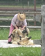 Sheep shearing Fosterfields