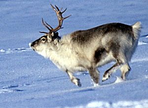 Spitsbergen reindeer01